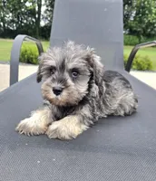 Sandy, a female Miniature Schnauzer for sale in Bargersville, IN – 2 of 6
