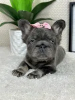 Full fluffy AKC big rope female , a female French Bulldog for sale in Bargersville, IN – Photo 9 of 9