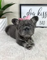 Full fluffy AKC big rope female , a female French Bulldog for sale in Bargersville, IN – Photo 4 of 9