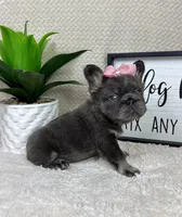 Full fluffy AKC big rope female , a female French Bulldog for sale in Bargersville, IN – Photo 6 of 9