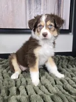 Shelby , a female Australian Shepherd for sale in Bargersville, IN – 3 of 5