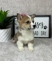 Phoebe AKC , a female Pembroke Welsh Corgi for sale in Bargersville, IN – Photo 5 of 6