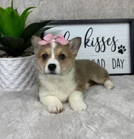 Phoebe AKC , a female Pembroke Welsh Corgi for sale in Bargersville, IN – Photo 4 of 6