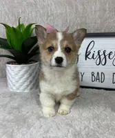 Phoebe AKC , a female Pembroke Welsh Corgi for sale in Bargersville, IN – Photo 3 of 6
