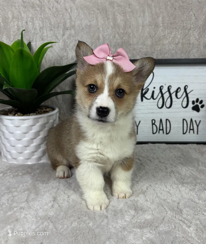 Phoebe AKC , a female Pembroke Welsh Corgi for sale in Bargersville, IN – Photo 1 of 6