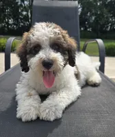 Louie, a male Miniature Labradoodle for sale in Bargersville, IN – 5 of 5