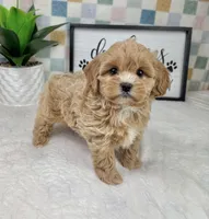 Camden, a male Cavapoo for sale in Bargersville, IN – Photo 5 of 5