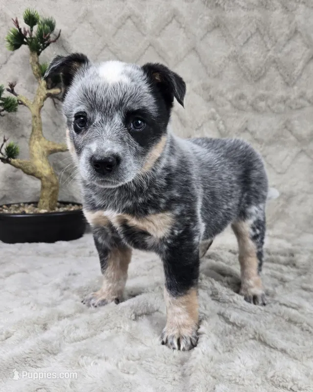 Harry – Australian Cattle Dog puppy for sale in Bargersville, IN