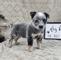 Harry, a male Australian Cattle Dog for sale in Bargersville, IN – Photo 3 of 5