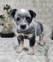 Harry, a male Australian Cattle Dog for sale in Bargersville, IN – Photo 4 of 5