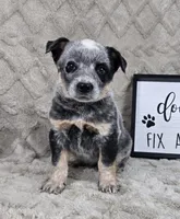 Harry, a male Australian Cattle Dog for sale in Bargersville, IN – Photo 2 of 5