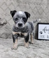 Harry, a male Australian Cattle Dog for sale in Bargersville, IN – Photo 5 of 5