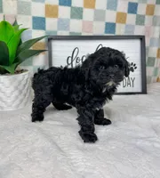 Callen, a male Cavapoo for sale in Bargersville, IN – Photo 2 of 5