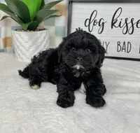 Callen, a male Cavapoo for sale in Bargersville, IN – Photo 5 of 5