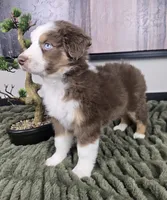 Sarah, a female Australian Shepherd for sale in Bargersville, IN – 4 of 5