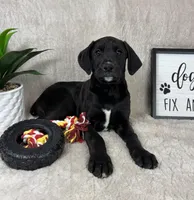 Sawyer , a male Boxer and Labrador Retriever for sale in Bargersville, IN – Photo 2 of 6