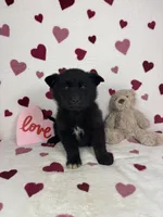 Callen, a male German Shepherd Dog and Miniature Australian Shepherd for sale in Bargersville, IN – Photo 5 of 6