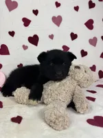 Callen, a male German Shepherd Dog and Miniature Australian Shepherd for sale in Bargersville, IN – Photo 4 of 6
