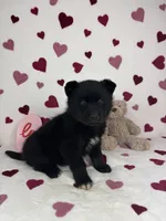 Callen, a male German Shepherd Dog and Miniature Australian Shepherd for sale in Bargersville, IN – Photo 6 of 6