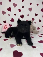 Callen, a male German Shepherd Dog and Miniature Australian Shepherd for sale in Bargersville, IN – Photo 1 of 6
