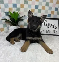 Graham AKC, a male German Shepherd Dog for sale in Bargersville, IN – Photo 5 of 6