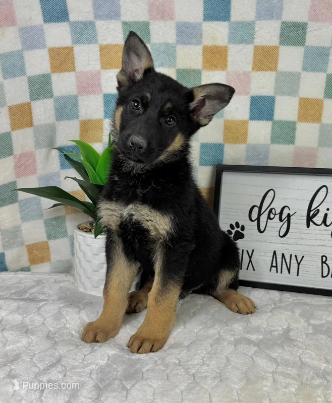 Graham AKC – German Shepherd Dog puppy for sale in Bargersville, IN