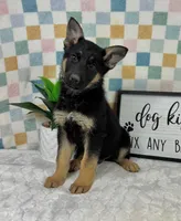Graham AKC, a male German Shepherd Dog for sale in Bargersville, IN – Photo 1 of 6