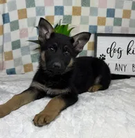 Graham AKC, a male German Shepherd Dog for sale in Bargersville, IN – Photo 2 of 6