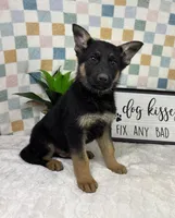 Graham AKC, a male German Shepherd Dog for sale in Bargersville, IN – Photo 3 of 6