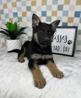Graham AKC, a male German Shepherd Dog for sale in Bargersville, IN – Photo 6 of 6