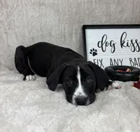 Sammy, a male Boxer and Labrador Retriever for sale in Bargersville, IN – Photo 3 of 6