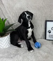 Sammy, a male Boxer and Labrador Retriever for sale in Bargersville, IN – Photo 2 of 6