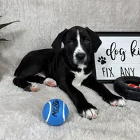Sammy, a male Boxer and Labrador Retriever for sale in Bargersville, IN – Photo 1 of 6