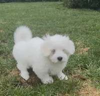 JoJo, a female Coton de Tulear for sale in Pittsburgh, PA – 4 of 4