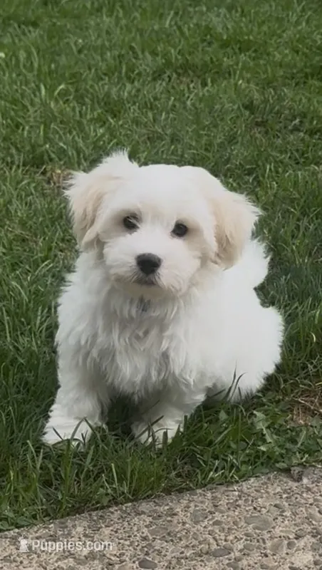 Nash – Coton de Tulear puppy for sale in Pittsburgh, PA