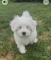 JoJo, a female Coton de Tulear for sale in Pittsburgh, PA – 3 of 4