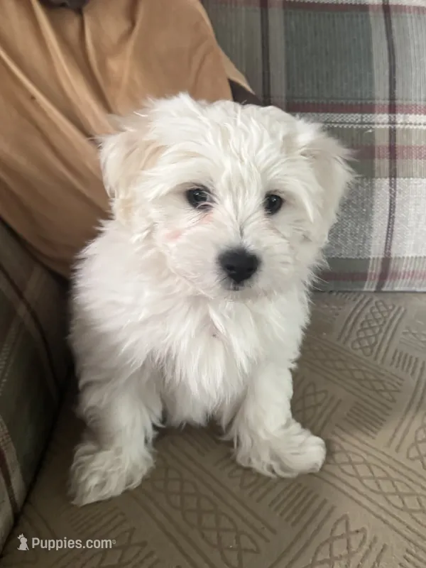 JoJo – Coton de Tulear puppy for sale in Pittsburgh, PA
