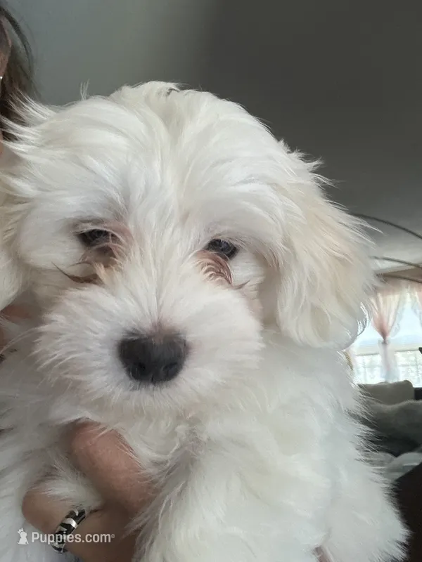 Jessi – Coton de Tulear puppy for sale in Pittsburgh, PA