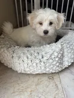 JoJo, a female Coton de Tulear for sale in Pittsburgh, PA – 2 of 4