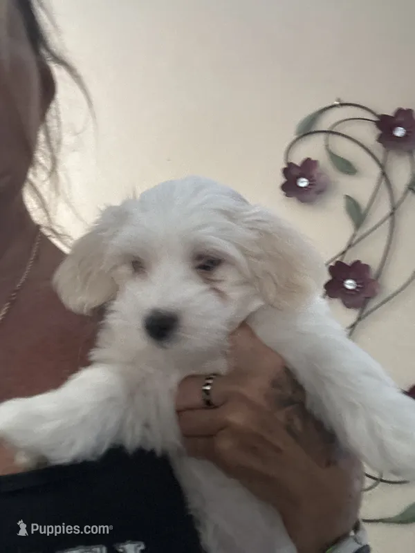 Nash – Coton de Tulear puppy for sale in Pittsburgh, PA