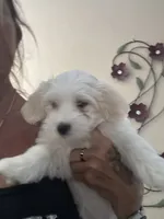 Nash, a male Coton de Tulear for sale in Pittsburgh, PA – 1 of 1