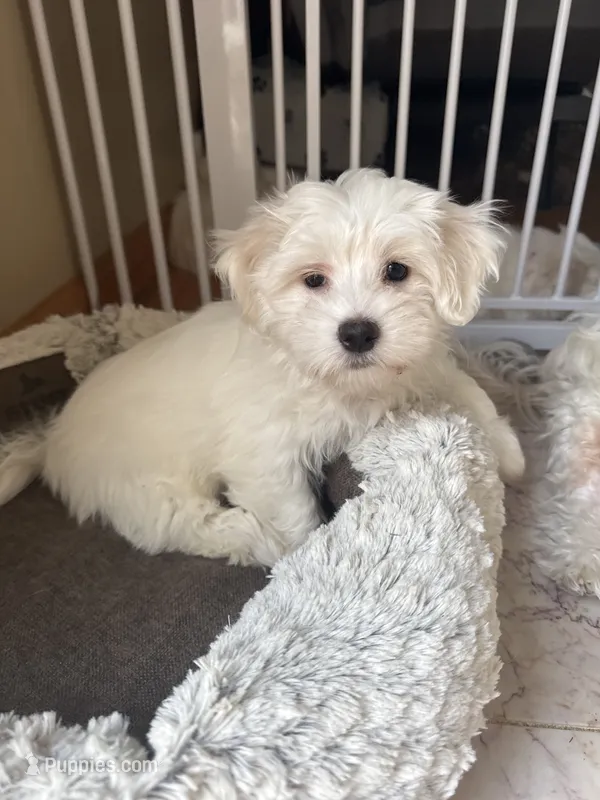 Jessi – Coton de Tulear puppy for sale in Pittsburgh, PA