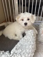 JoJo, a female Coton de Tulear for sale in Pittsburgh, PA – 1 of 4