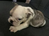 processed/badd4f18-e022-4cca-b942-0d256e5c5520/listing/0ea17630-ece8-4135-b010-9924b8aabf05/a84521da-5c44-4452-87e1-ebac5eb229f7