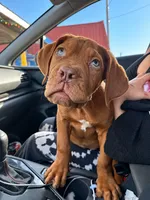 Biggy, a male Dogue de Bordeaux for sale in Tulsa, OK – 7 of 7