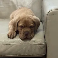 Tim, a male Dogue de Bordeaux for sale in Tulsa, OK – Photo 4 of 8