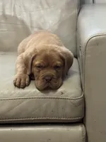 Tim, a male Dogue de Bordeaux for sale in Tulsa, OK – Photo 4 of 9