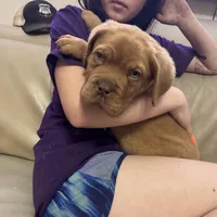 Tim, a male Dogue de Bordeaux for sale in Tulsa, OK – Photo 7 of 8