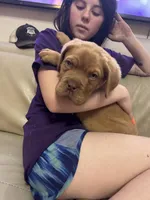 Tim, a male Dogue de Bordeaux for sale in Tulsa, OK – Photo 7 of 9