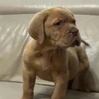 Tim, a male Dogue de Bordeaux for sale in Tulsa, OK – Photo 3 of 8